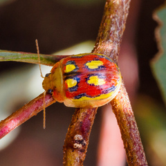 Paropsisterna nobilitata