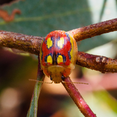 Paropsisterna nobilitata