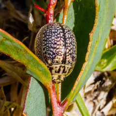 Paropsisterna decolorata
