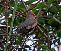 Urocolius indicus