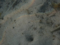 Trypaea australiensis