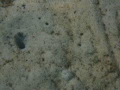 Trypaea australiensis