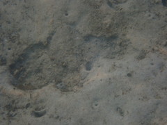 Trypaea australiensis