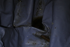 Zhangixalus taipeianus