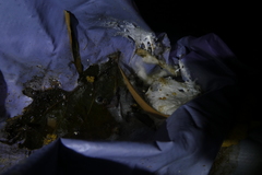 Zhangixalus taipeianus