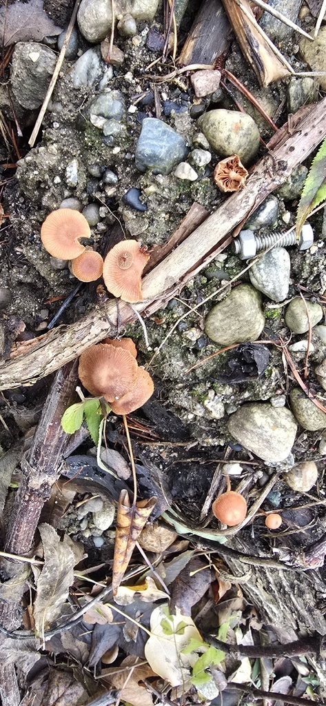 Tubaria sp. 'IN01' · November 2025 · photo: © leannestacy (iNaturalist, cc0)