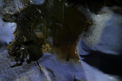 Zhangixalus taipeianus