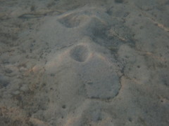 Trypaea australiensis