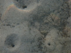 Trypaea australiensis