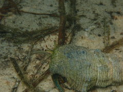 Clibanarius longitarsus