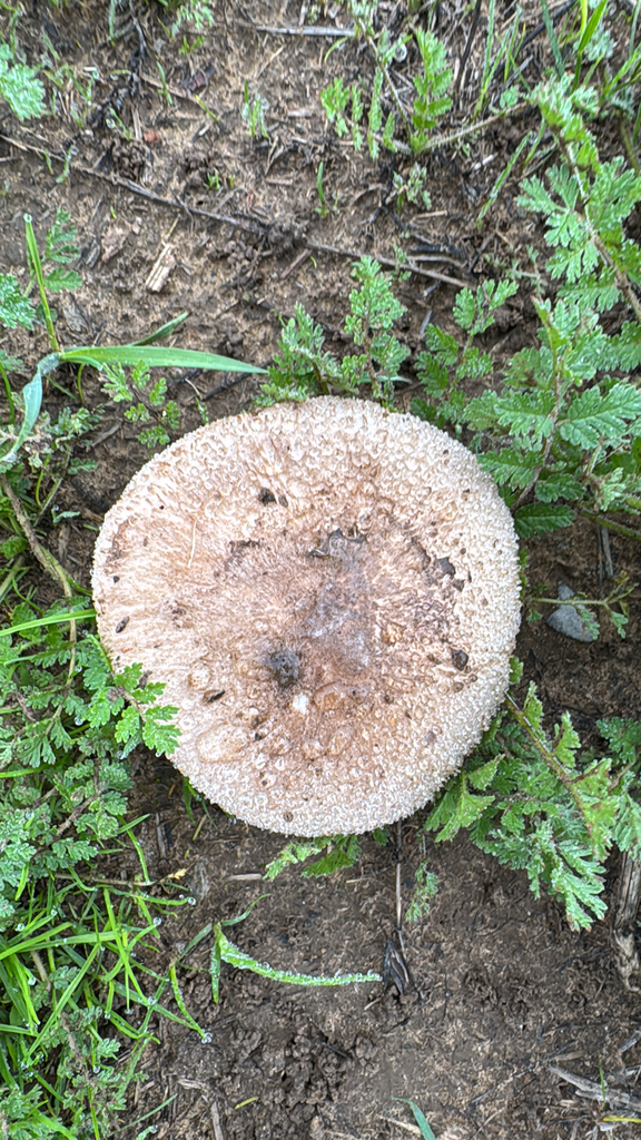Agaricus incultorum · November 2025 · photo: © natureenthusiast_elle (iNaturalist, cc-by-nc)