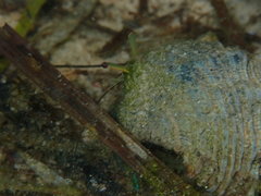 Clibanarius longitarsus