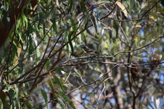 Myiagra rubecula