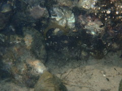 Omobranchus anolius
