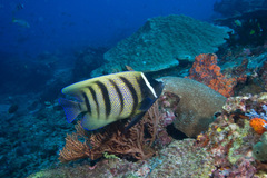 Sixbanded Angelfish photo 4