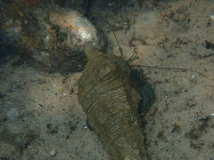 Clibanarius longitarsus