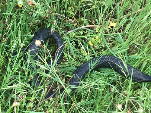 Red-bellied Black Snake sighting