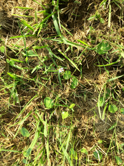 Sisyrinchium biforme