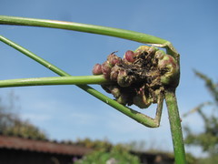 Ustilago trichophora