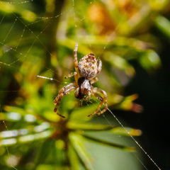 Salsa brisbanae