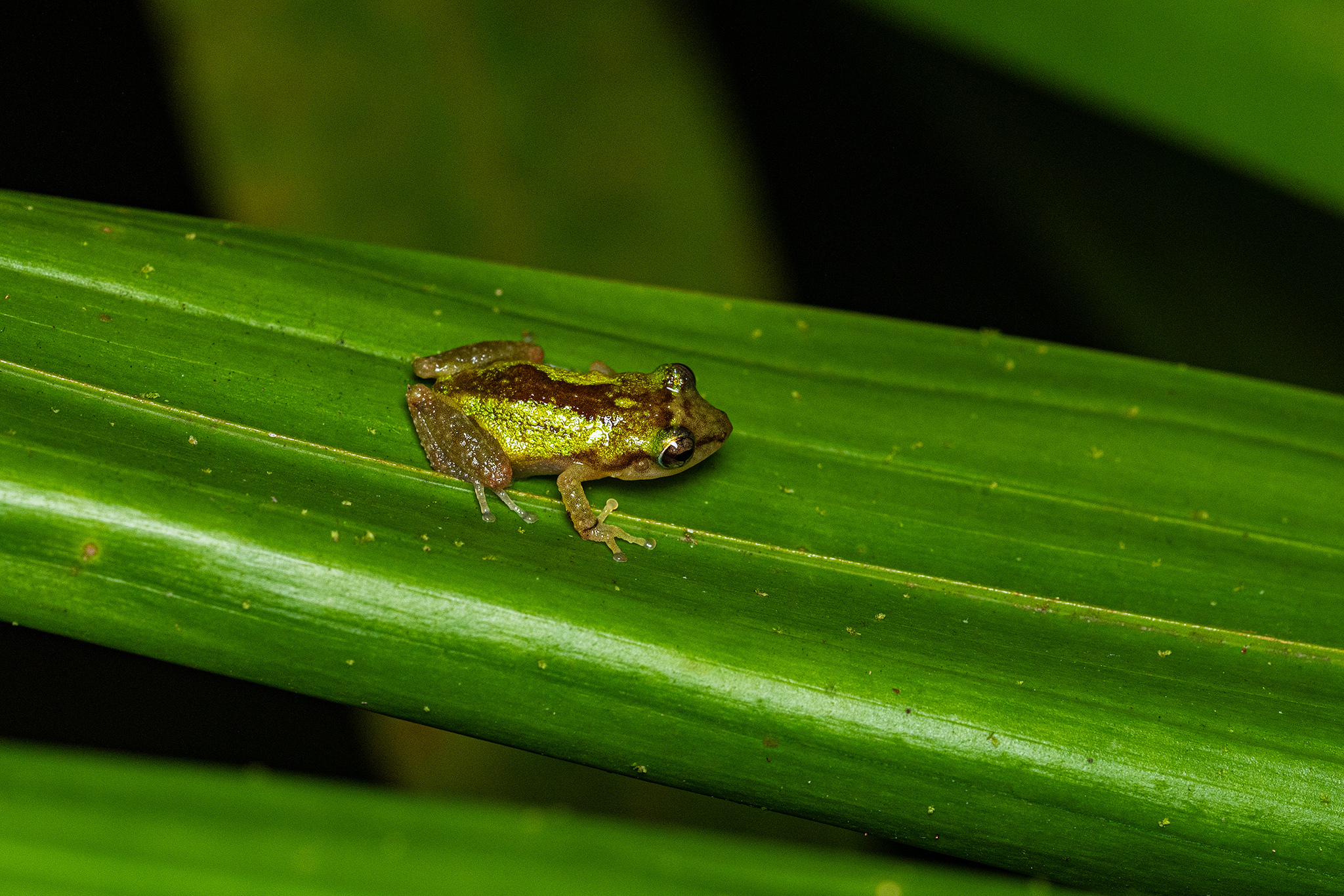 Cricket Coqui photo 2