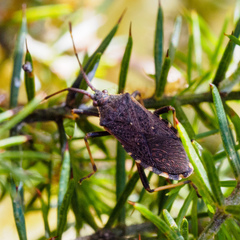 Gelonus tasmanicus
