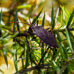 Gelonus tasmanicus