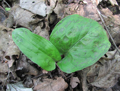 Melanustilospora ari