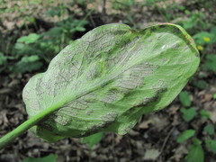 Melanustilospora ari