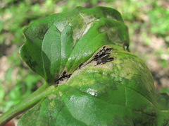 Melanustilospora ari