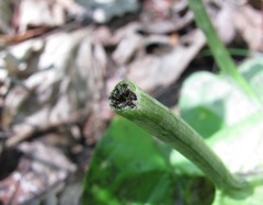 Melanustilospora ari