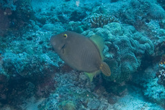 Cantherhines dumerilii