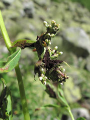 Microbotryum bosniacum