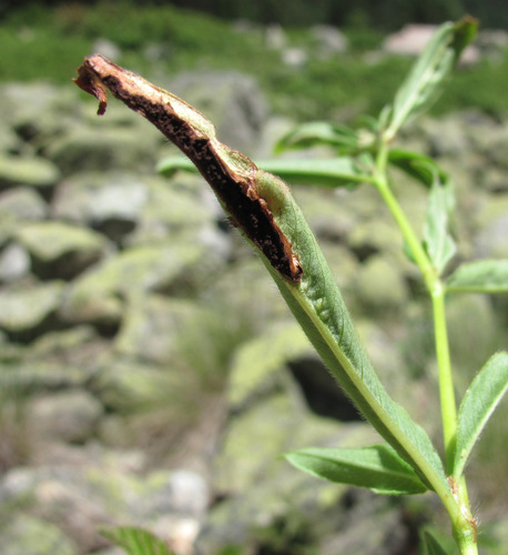 Microbotryum bosniacum
