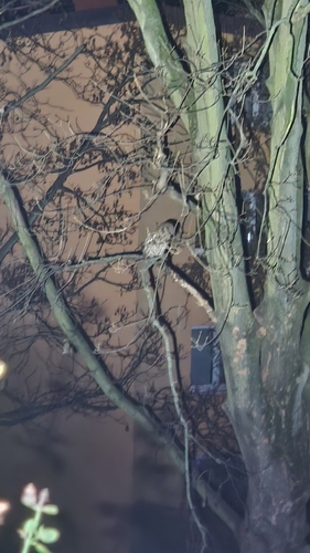 View observation of {o.common_name} on iNaturalist