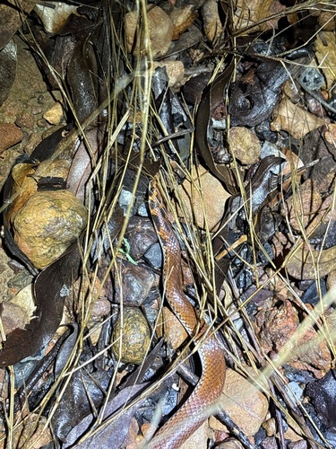 Little Spotted Snake sighting