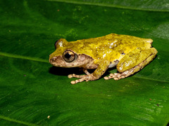 Eiffinger's Treefrog photo 1