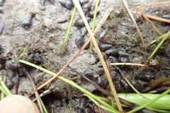 Potamopyrgus estuarinus