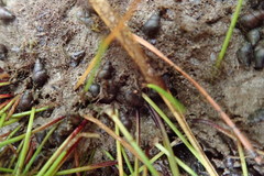 Potamopyrgus estuarinus