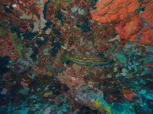 Anyperodon leucogrammicus