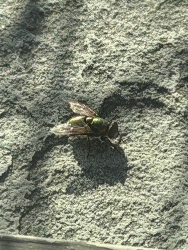 Unknown species found near Taylor Ave, Doylestown, PA, US