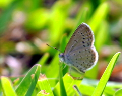 Zizeeria knysna knysna