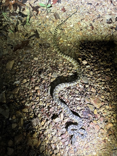 Darwin Carpet Python sighting