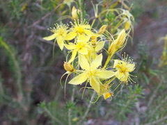 Calytrix flavescens