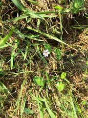 Sisyrinchium biforme