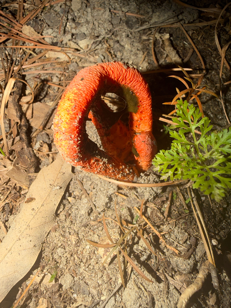 Clathrus columnatus · November 2025 · photo: © joeyparsons (iNaturalist, cc-by)
