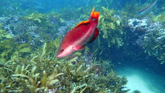 Pseudolabrus biserialis