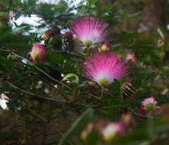 Calliandra surinamensis
