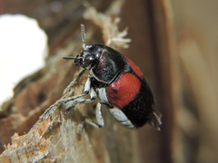 Megalostomis pyropyga