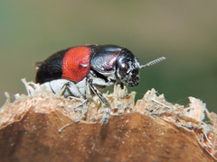 Megalostomis pyropyga